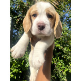 Otimo Padrao Raca Beagle