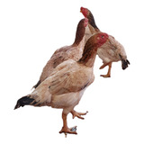 Bola