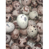 Ovos De Codorna Gigante Galados/ Férteis - 60 Ovos 