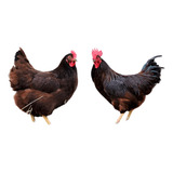 Ovos De Rhode Island Red - 30 Ovos