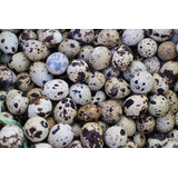 Ovos Férteis (galados) Codorna Japônica