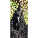 Ovos Ferteis Ayam Cemani - 12 Ovos Fertilidade Garantida!!!!