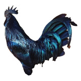 Ovos Férteis Ayam Cemani Legítimo Aves