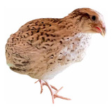 Ovos Férteis De Codorna