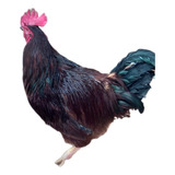 Ovos Ferteis Rhode Island Red ( 12 Ovos + Brinde) 