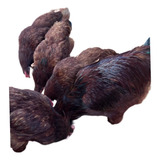Ovos Ferteis Rhode Island Red ( Frete Gratis Pra Bahia