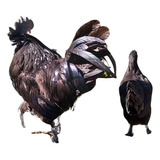 Ovos Férteis/galados De Galinha Ayam Cemani