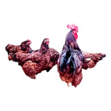Ovos Galado Rhode Island Red (12 Ovo )frete Gratis Pra Bahia
