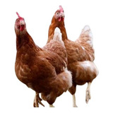 Ovos Galados, Embrapa 51, Poedeira, Dúzia