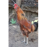 Ovos Galados Ameraucana (ovos Azuis) - Raça Pura - 30 Ovos