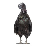 Ovos Galados De Ayam Cemani Melhor