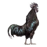 Ovos Galados De Ayam Cemani Melhor