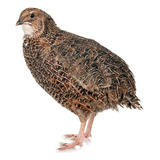 Ovos Galados De Codornas Gigantes, Japonesas E Chinesas