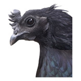 Ovos Galados Do Raro Ayam Cemani - 12 + 4 Ovos - Promoção!!