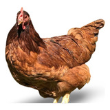 Dúzia