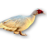 Dúzia
