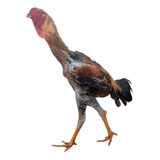 Ovos