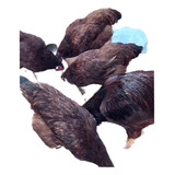 Ovos Galados Galinha Rhode Island Red ( 12 Ovos + Brinde.