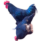 Ovos Galados Gigante Negro Jersey (14 Und) Aves Ornamentais