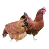 Ovos Galados Poedeira Colonial Embrapa 051 Dúzia 