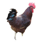 Ovos