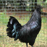 Ovos Galados/férteis Cemani (galinha Toda Preta)