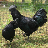 Ovos Galados/férteis De Cemani - 6