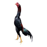 Ovos Índio Combatente (ovos Galados)