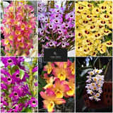 Pacote 10 Mudas De Orquídea Dendrobium Lindas Promoção Ft
