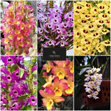 Pacote 10 Mudas De Orquidea Dendrobium Lindas Promoção Ft