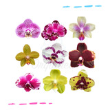 Pacote 10 Mudas De Orquidea Phalaenopsis Lindas Frete Grati