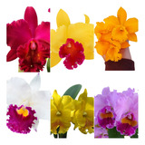 Pacote 12 Mudas Lindas De Orquídeas Cattleya Na Promocao