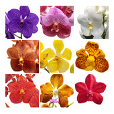 Pacote 5 Mudas Jovens De Orquidea Vanda Lindas Frete Gratis