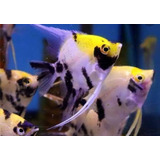 Pacote Com 5 Peixes Acara Palhaço - Água Doce - Aquário