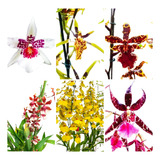 Pacote Especial 10 Mudas Orquidea Oncidium Especie Lindas