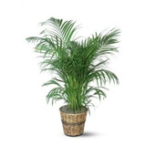 Palmeira Areca 70 Cm A 1,40