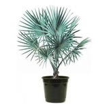Plantio