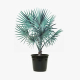 Palmeira Azul (bismarckia Nobilis) Adulta Com