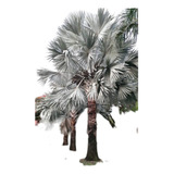 Palmeira Azul Adulta (bismarck) Ler Descrição 
