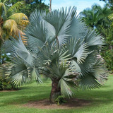 Palmeira Azul Bismarckia (30 Sementes)