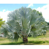 Palmeira Azul Bismarckia Nobilis 20 Sementes