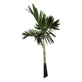 Palmeira Elegans Solitria Elegante Muda 4m Frete Gratis