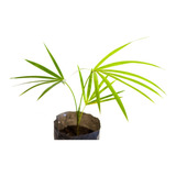 Palmeira Juçara - Euterpe Edulis -