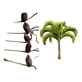 Palmeira Veitchia 25 Sementes Natural