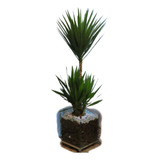 Palmeira Yucca Iuca No Cachepot De
