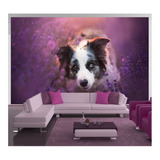 Papel De Parede Animais Border Collie