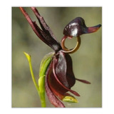 Pato Voador 10 Sementes Flor Planta Bonsai Orquídea Exótica