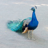 Pavão Azul Aves Ornamentais Casais Jovens