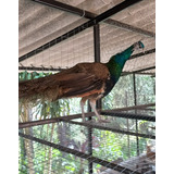 Pavão Azul Real - Aves Ornamentais
