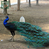 Pavão Ombros Negros Aves Ornamentais Casais